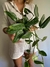 Monstera standleyana