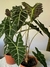 Imagen de Alocasia amazonica