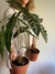 Alocasia amazonica - tienda online
