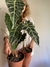 Alocasia amazonica - casa puebla