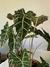 Alocasia amazonica