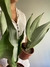 Sansevieria plateada - comprar online