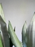 Sansevieria plateada en internet