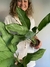 Aglaonema Fridman