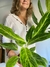 Aglaonema king of siam en internet