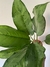 Aglaonema Fridman - comprar online