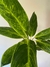 Aglaonema king of siam - casa puebla