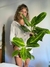 Aglaonema king of siam - comprar online