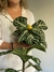 Apphelandra en internet