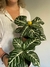 Apphelandra - comprar online