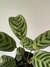 Calathea oppen - casa puebla