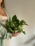 Potus marble queen - comprar online