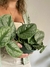Scindapsus (potus plateado)