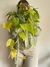 Cordatum colgante lemon XXL - comprar online