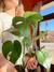Monstera deliciosa chica