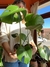 Monstera deliciosa chica - comprar online