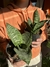 Sansevieria enana