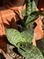 Sansevieria enana - comprar online