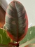 Ficus elastica ruby - casa puebla