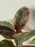 Ficus elastica ruby en internet