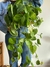 Cordatum colgante verde - comprar online