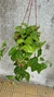 Begonia verde XXXL colgante - comprar online
