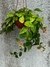 Begonia verde XXXL colgante - tienda online