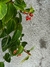 Imagen de Begonia verde XXXL colgante