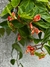 Begonia verde XXXL colgante en internet