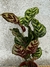 Calathea Macoyana XL - casa puebla