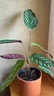 Calathea setosa
