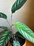 Calathea setosa - comprar online