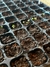 Semillero para germinacion (98 celdas) en internet