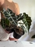 Alocasia amazonica - comprar online