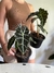 Alocasia amazonica en internet