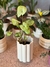 Maceta flor con plato - comprar online