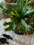 Imagen de Combo interior
