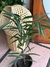 Imagen de Ficus Alí