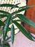 Ficus Alí - comprar online