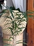Ficus Alí - comprar online