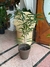 Ficus Alí en internet