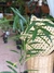 Ficus Alí - tienda online