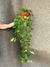 Begonia verde XXXL colgante - comprar online