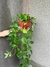 Begonia verde XXXL colgante - casa puebla