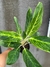 Aglaonema king of siam - tienda online