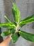 Imagen de Aglaonema king of siam