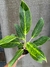 Aglaonema king of siam