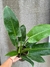 Philodendro imperial green en internet