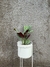 Imagen de Calathea oppen