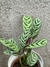Calathea oppen